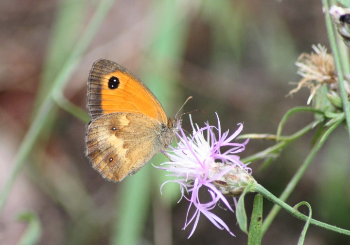 Pyronia tithonus ad ali aperte